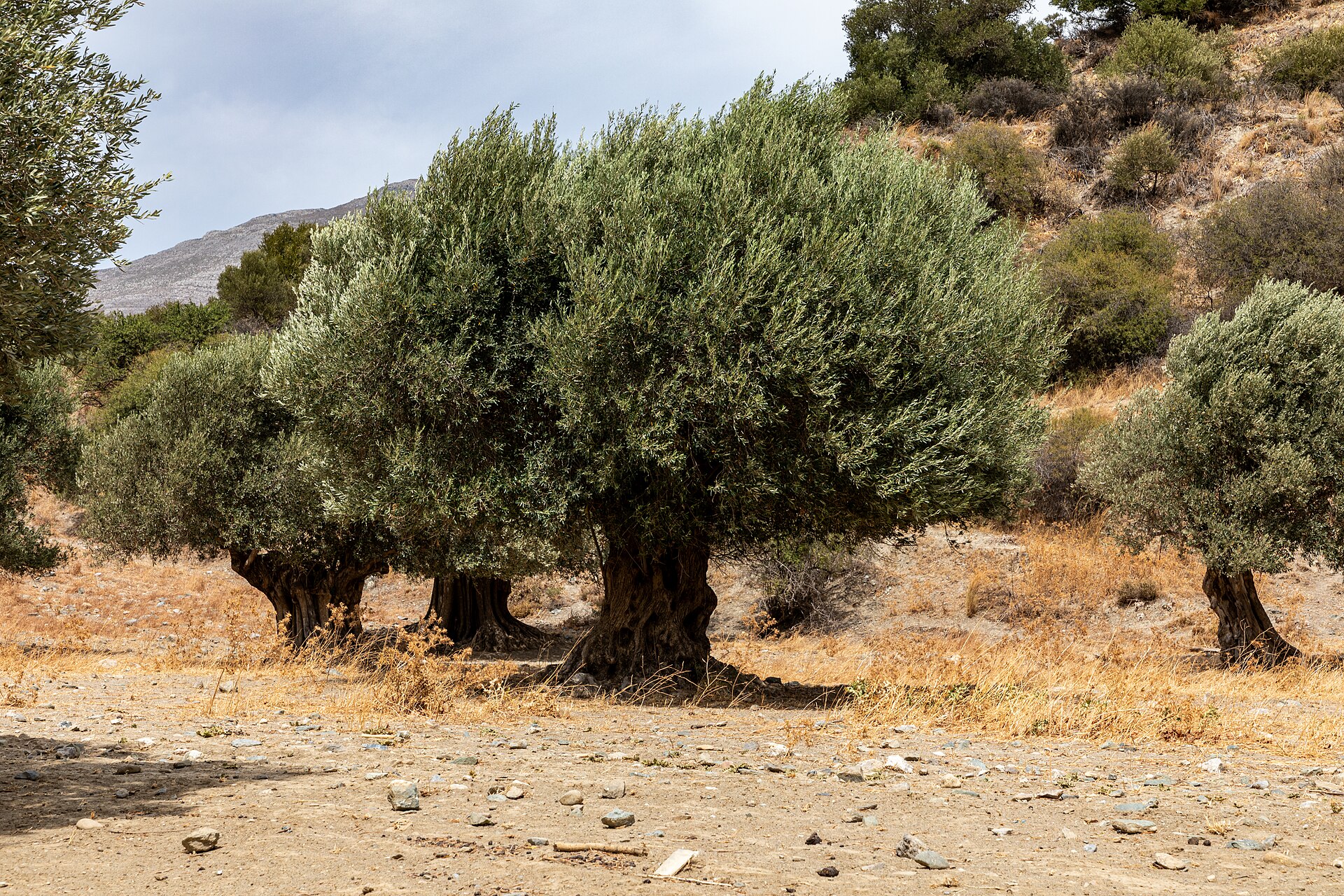 Centuries-old olive grove near Asomatos, Crete